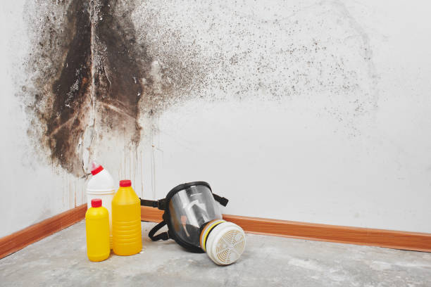 Office Mold Removal Services in Wisconsin Rapids, WI