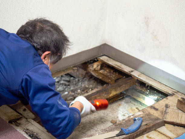 Certified Mold Removal in Wisconsin Rapids, WI