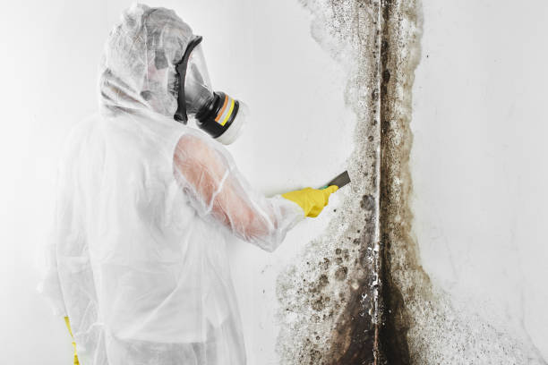 Best Toxic Mold Removal  in Sconsin Rapids, WI