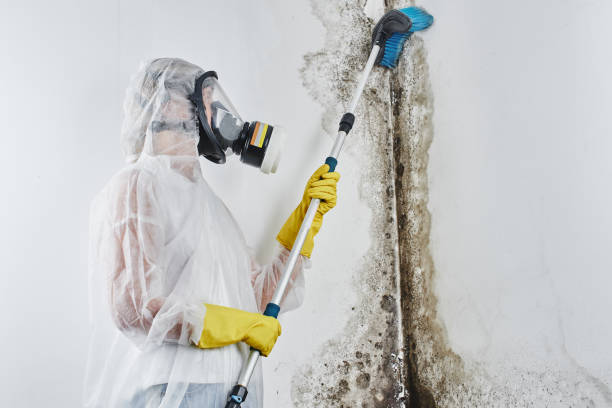 Best Black Mold Removal  in Sconsin Rapids, WI