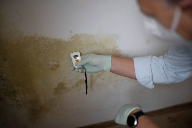 Best Residential Mold Removal  in Sconsin Rapids, WI