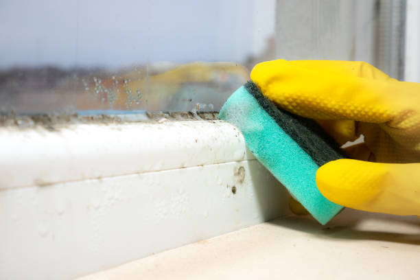 Best Mold Damage Repair  in Sconsin Rapids, WI