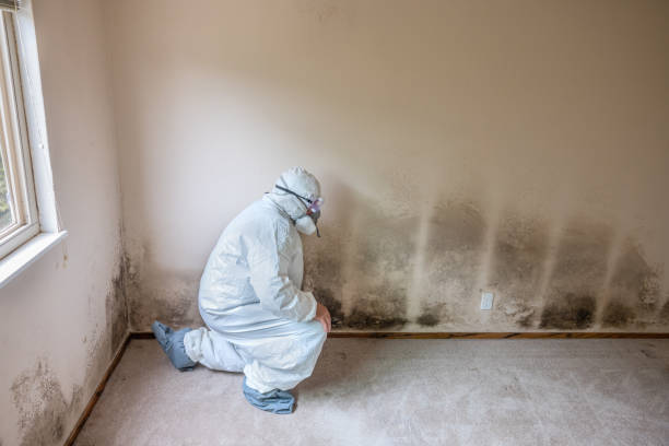 Best Mold Removal Company Near Me  in Sconsin Rapids, WI