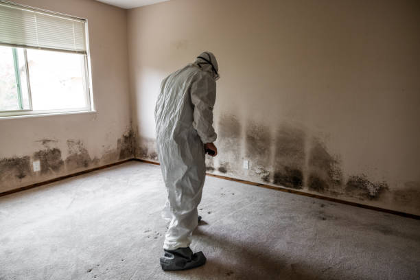Best Professional Mold Removal  in Sconsin Rapids, WI