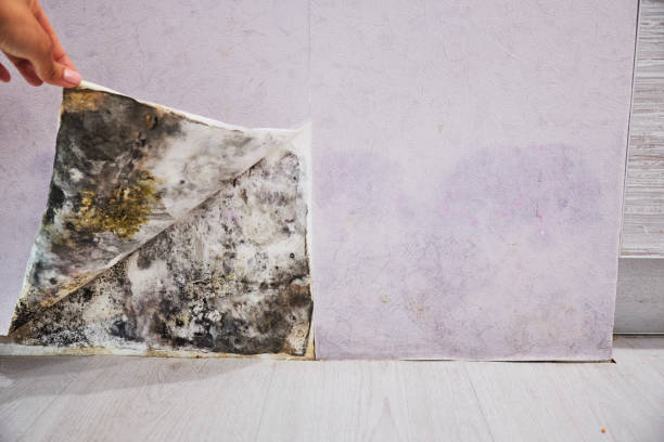 Best Office Mold Removal Services  in Sconsin Rapids, WI